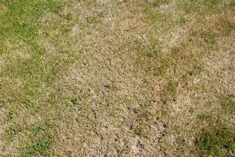 Trockenheit im Garten: Was wirklich gegen Wassermangel hilft