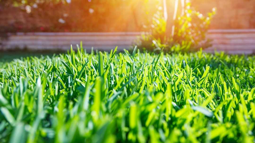 Rasenpflegetipps im Sommer und Frühling