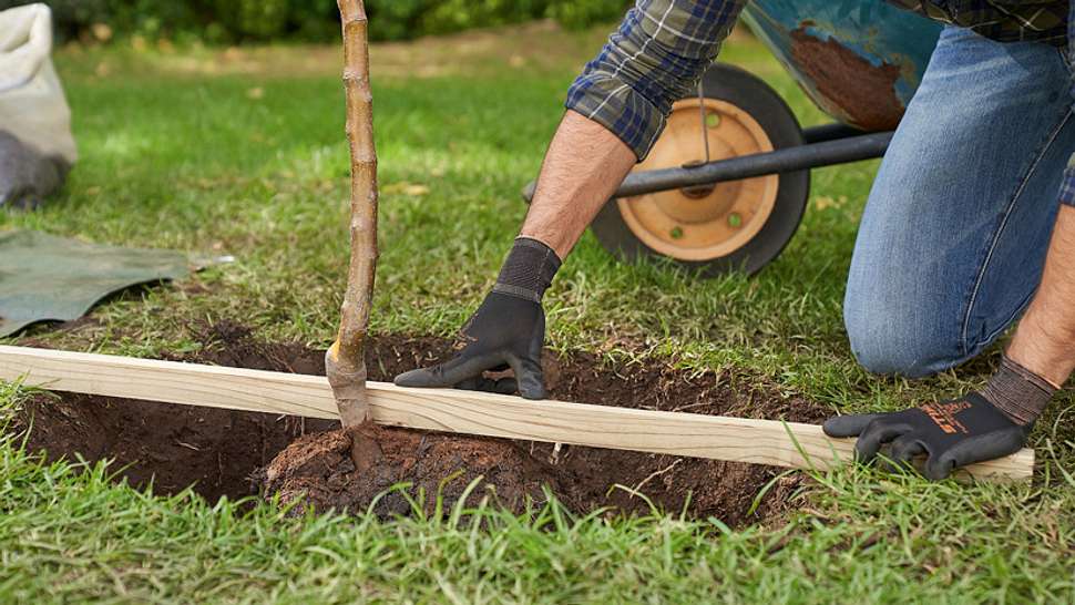 Baum pflanzen: Richtig gemacht, ein Leben lang